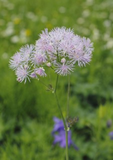 Greater meadow-rue (Thalictrum aquilegiifolium), North Rhine-Westphalia, Germany, Europe