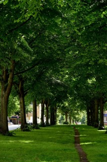 Europe, Germany, Hanseatic City of Hamburg, Altona district, Palmaille, footpath between the trees,