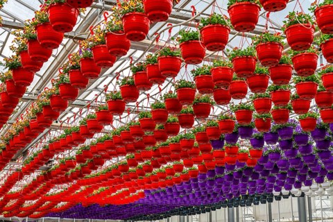 Horticultural business, flower pots, so-called petunia ampel, grow in a greenhouse, under the glass