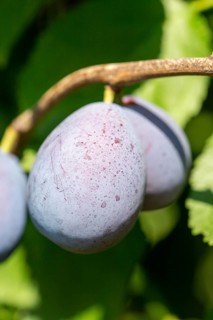 Ripe plums on the tree