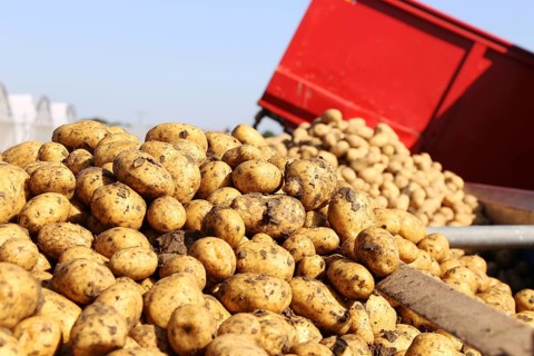Farmer Hartmut Magin from Mutterstadt harvesting early potatoes in the Palatinate (Mutterstadt,