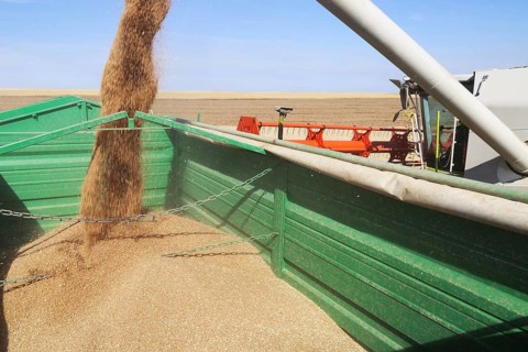 Grain harvest with combine harvester, the grain is unloaded
