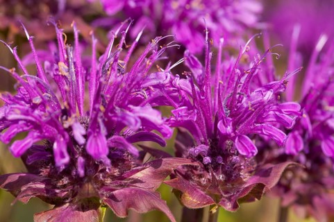 Flower impression, Indian nettle, wild bergamot (Monarda fistulosa)