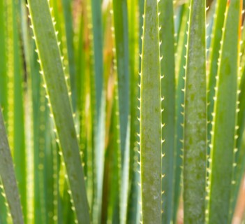 Smooth sotol or Desert Candle (Dasylirion leiophyllum), close-up of leaves with sharp edges and