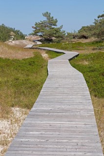 Wooden footbridge, trees, pine trees, circular hiking trail, nature reserve, Darßer Ort, Born a.