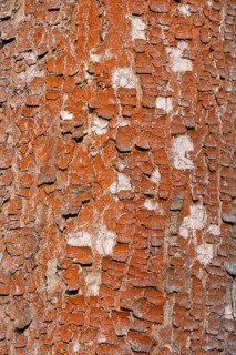 Tree with red bark, bark, green algae (Trentepohlia aurea), Thuringia, Germany, Europe