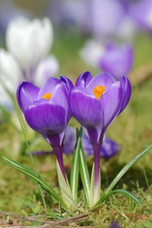 Crocuses (Crocus spec.) in bloom in spring, North Rhine-Westphalia, Germany, Europe