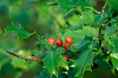 Holly (Ilex aquifolium), February, Germany, Europe