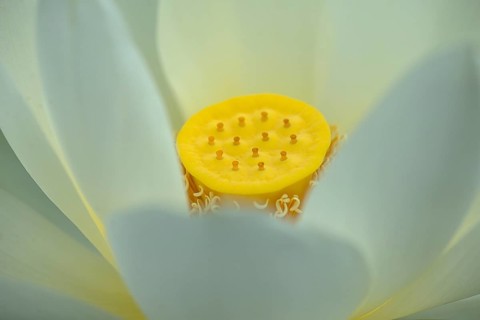 Seed capsule of a lotus (Nelumbo), Botanical Garden, Erlangen, Middle Franconia, Bavaria, Germany,