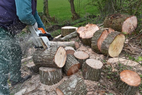 Worker cutting trees with a chainsaw, Germany, Europe