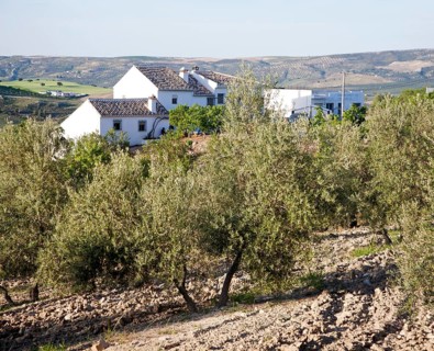 Olive trees whitewashed farmhouse in countryside, near Alhama de Granada, Spain, Europe