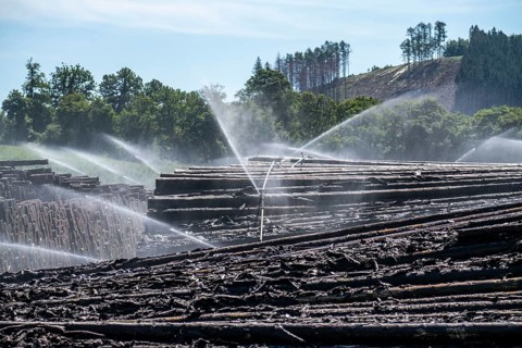 Wet wood storage of a sawmill, timber that is stored longer is sprinkled with water so that the