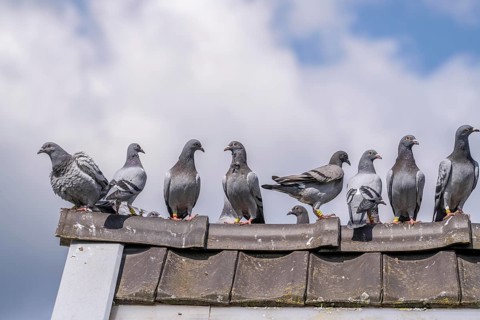 Carrier pigeons, on a pigeon loft, pigeon fancier, Mülheim, North Rhine-Westphalia, Germany, Europe