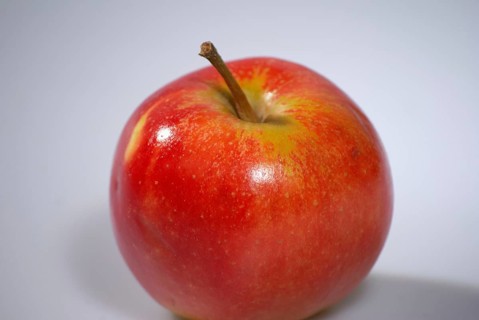Europe, Germany, Lower Saxony, red apple, cultivation in the Altes Land near Hamburg, Malus,