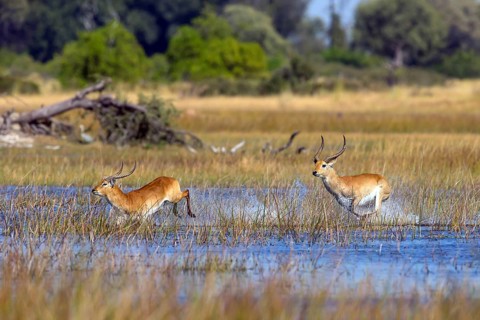 Red hartebeest (Kobus leche) ml, Okavango Delta, Botswana, Okavando Delta, Botswana, Africa