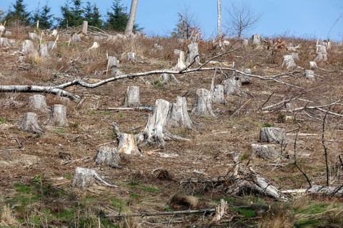 Deforested trees on the banks of the Granetal dam, Langelsheim, 07 04 2023