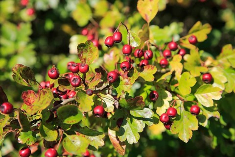 Close up of hawthorn berries growing on bush, Suffolk, England, UK