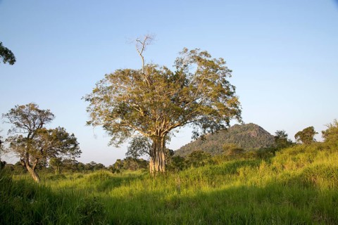 Lowland dry forest vegetation, Hurulu Eco Park biosphere reserve, Habarana, Anuradhapura District,