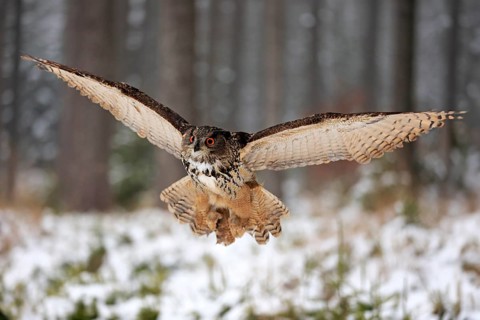 Eurasian Eagle-owl (Bubo bubo), adult flying in winter, in the snow, Zdarske Vrchy,