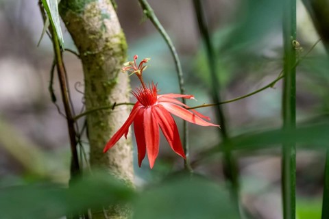 Flower of a red passion flower (Passiflora vitifolia) in the tropical rainforest, Corcovado