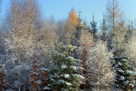 Winter landscape, mixed forest, spruce (Picea abies), birch (Betula), copper beech (Fagus