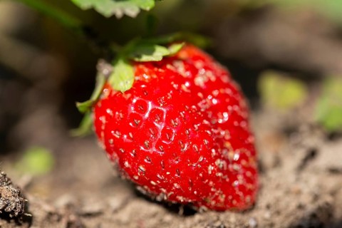Close-up of a ripe strawberry in your own garden