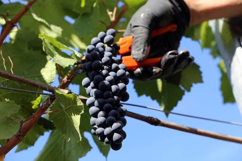 Grape grape harvest: Hand-picking Pinot Noir grapes in the Palatinate