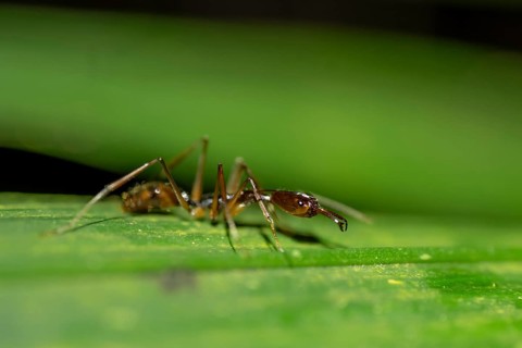 Snapping pine ant (Odontomachus sp.1) sitting on a leaf at night, at night in the tropical