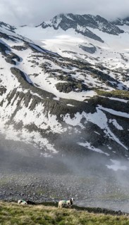Sheep on a mountain meadow in front of a mountain landscape, high fog in the valley, behind