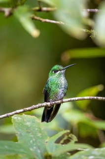Green-fronted Brilliant Hummingbird (Heliodoxa jacula) sitting on a branch, Monteverde Cloud