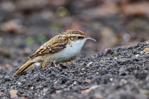 Eurasian treecreeper (Certhia familiaris), Lower Saxony, Germany, Europe