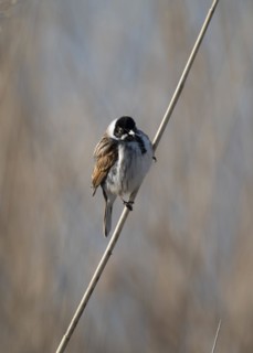 Reed bunting (Emberiza schoeniclus), reed bunting, sitting in the reeds on a branch that runs