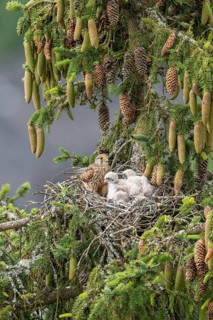 Common kestrel (Falco tinnunculus), female adult bird with young birds not yet ready to fly in the