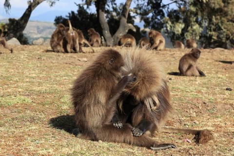 In the highlands of Abyssinia, in the Semien Mountains, landscape in the Semien Mountains National