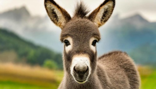 Young donkey, foal, 2 weeks old, portrait