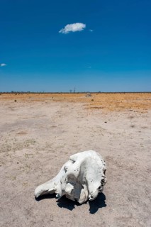 Elephant skull (Loxodonta africana), skull, skeleton, death, poacher, landscape, steppe, aridity,