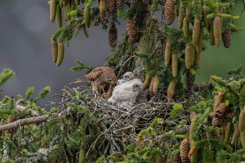 Common kestrel (Falco tinnunculus), female adult bird feeding young birds not yet ready to fly in