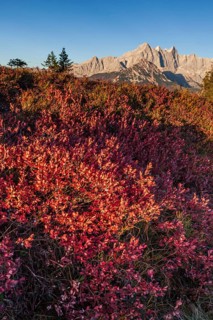 Autumn colouring of blueberry (Vaccinium) in front of mountains, Dachstein Mountains, Austria,