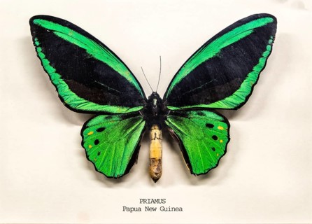 Mounted pinned Priamus butterfly from Papua New Guinea in display case