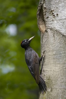 Black woodpecker, female, sitting in front of cave entrance, (Dryocopus martius), breeding cave,