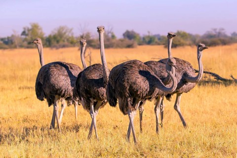 Struthio camelus, Ostrich, Botswana, Africa, Wildlife, Africa