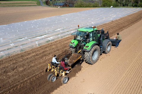 Asparagus farm, asparagus plant, planted in a field, with a planting machine, after a good year the