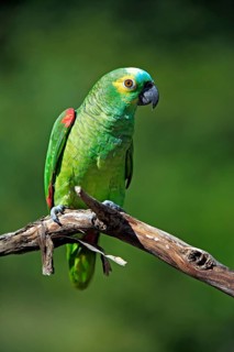 Blue-fronted Amazon (Amazona aestiva), Red-fronted Amazon, Yellow-fronted Amazon, Yellow-winged
