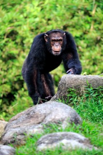 Chimpanzee (Pan troglodytes troglodytes), adult male