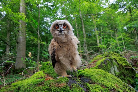 Eurasian Eagle-owl (Bubo bubo), juvenile, subadult, sitting on rocks, attentive, Eifel, Germany,