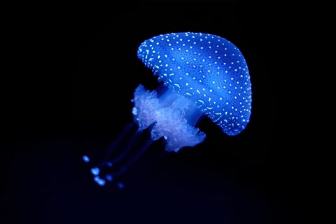 Bioluminescent Jellyfish Phyllorhiza punctata white-spotted jellyfish aka floating bell, Australian