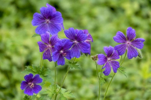 Cranesbill (Geranium), Münsterland, North Rhine-Westphalia, Germany, Europe