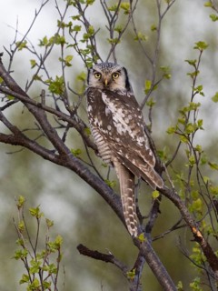 Hawk Owl (Surnia ulula), adult male, perched in a Hairy Birch tree (Betula pubescens), May, Finnish