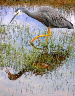 New Zealand, White-cheeked Heron (Egretta novaehollandiae, White-faced Heron), South Island,