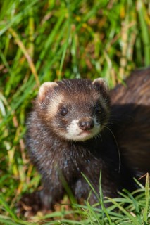European polecat (Mustela putorius) adult animal in grassland, United Kingdom, Europe